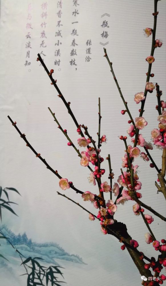 "如果"宝剑锋从磨砺出,梅花香自苦寒来"的励志之言,"喜鹊登梅"的喜庆