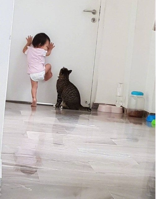 宝宝打不开门急的直跳!猫咪在一旁操碎了心:为