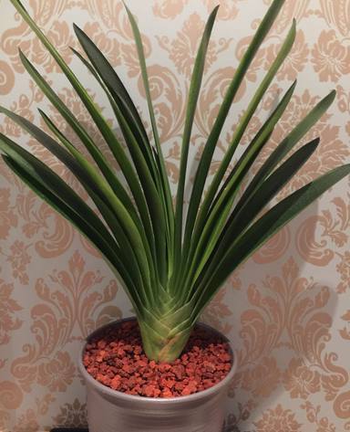 如何避免君子兰烂心 君子兰烂心之后的处理方法