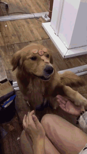 金毛为了一串腊肠竟然爬到树上下不来!主人看到笑崩!