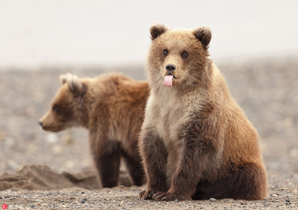 本熊是你说拍就拍的吗!阿拉斯加棕熊调皮吐舌"抗议"偷拍