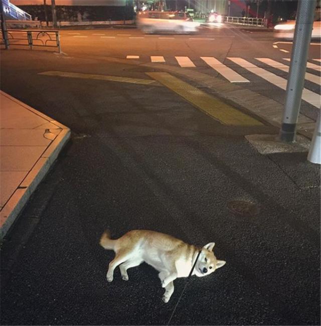 每天遛狗看到柴犬在装死 谁说柴犬不喜欢回家的 看点快报