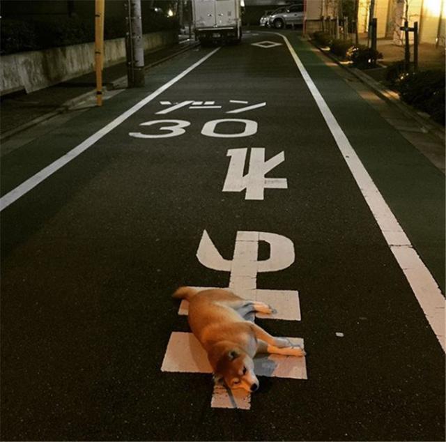 每天遛狗看到柴犬在装死 谁说柴犬不喜欢回家的 看点快报