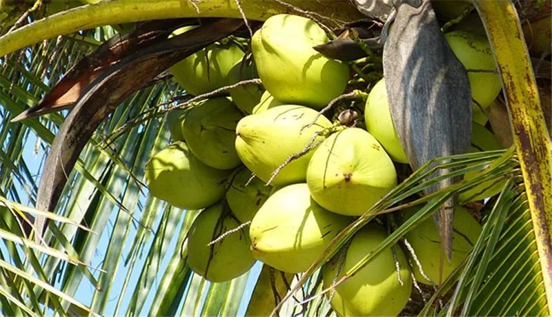 外交部蓝厅里的海南网红之热带水果:看得见的