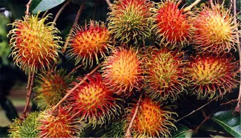 外交部蓝厅里的海南网红之热带水果:看得见的