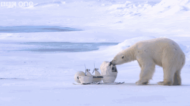 卧底摄像头见势不妙,一路狂奔,北极熊穷追不舍.