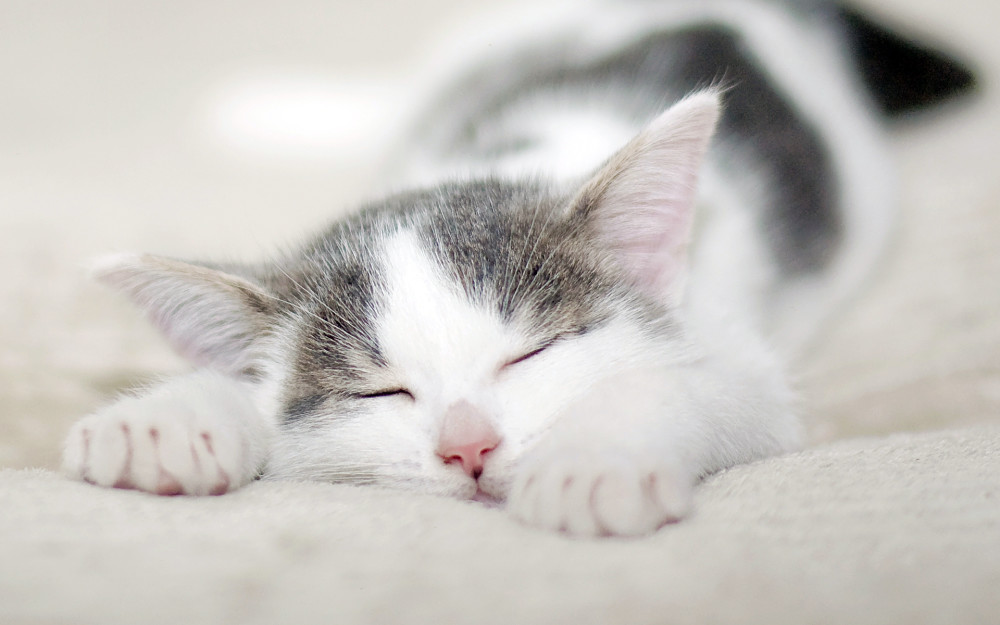 猫砂盆一天清理一次,不清理猫咪会因为这些而导致疾病发生
