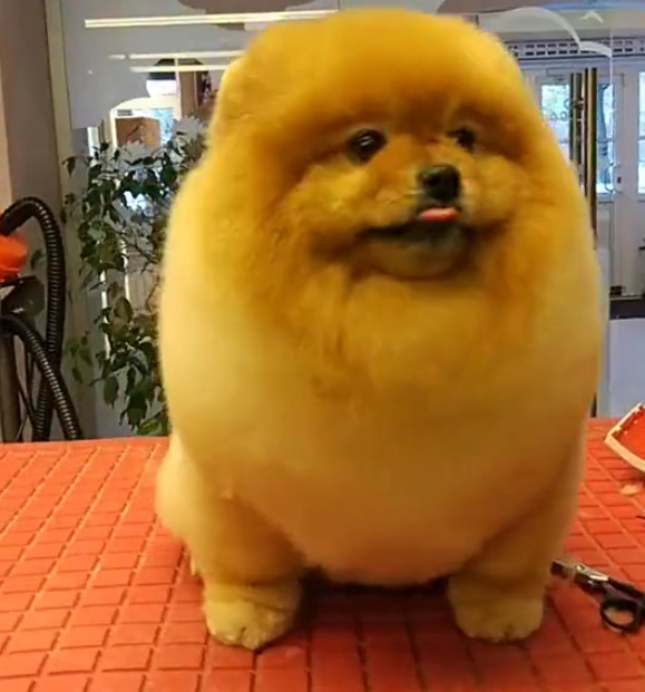 这么胖一定是只松狮犬吧 博美 胖怪我咯 到处都不胖为啥只胖肚子 我胖了我哪胖了电影台词 俊如海洋汇生活