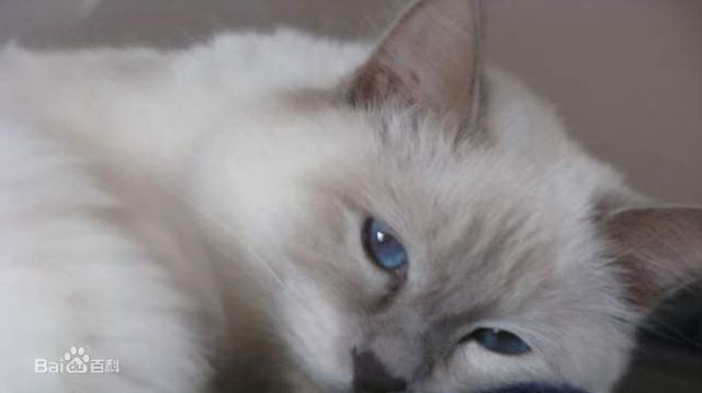 巴厘猫 好奇心旺盛 似乎永远也得不到满足 看点快报