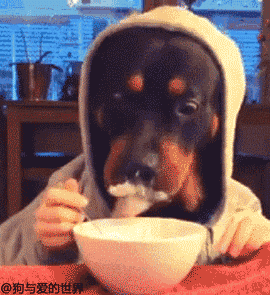 狗狗不长肉怎么办?吃什么好?