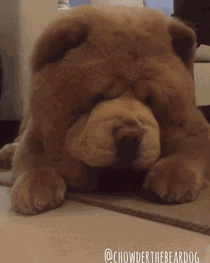 一只成功胖成了狗熊的松狮,这肯定是奶奶养大的吧!