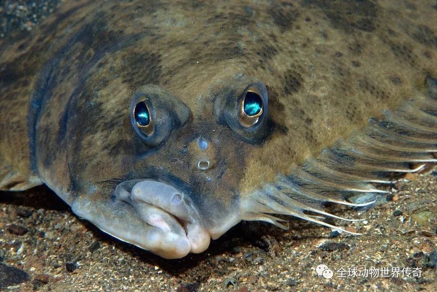 大海里有一种鱼叫比目鱼,它的身体扁平不对称,两个眼睛生长在身体的同