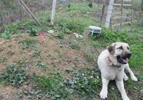 最忠心田园犬一辈子只认一个主人!主人去世后