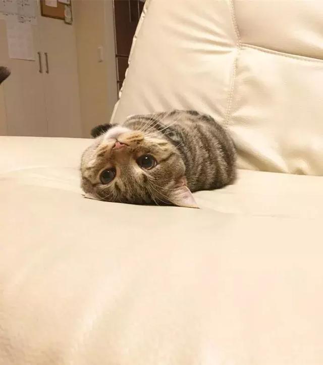 而这只超美丽的猫仙女睡姿特别妖娆奇葩,竟然和人一样躺着睡,而且喜欢