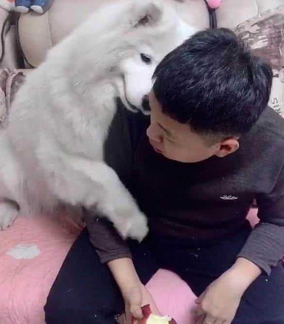 男主不同意养狗,女主执意要养萨摩耶,狗狗长大