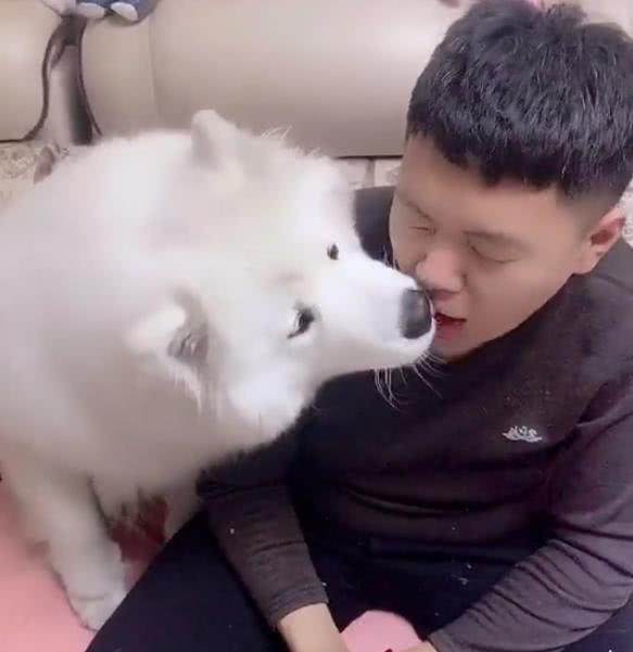 男主不同意养狗,女主执意要养萨摩耶,狗狗长大