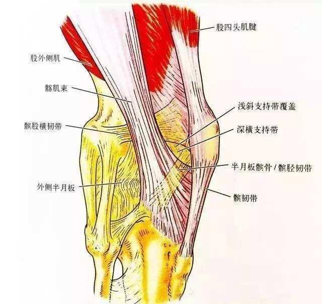膝关节解剖结构图