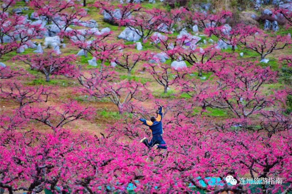 2018连州桃花节来啦,3月3日我们相约中国最美桃花园