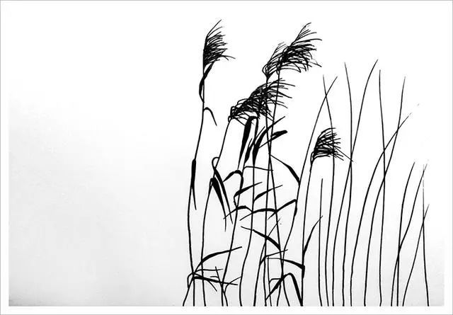 超级简单易学的钢笔风景画——再来一片芦苇