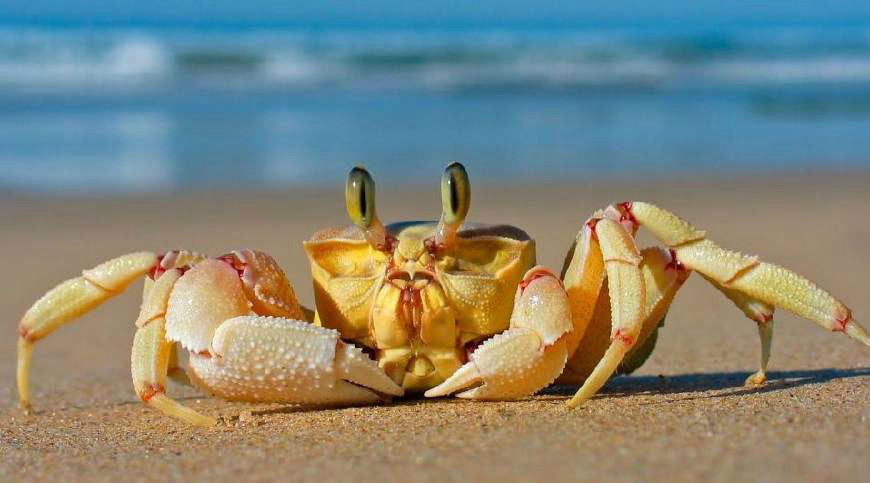 怀孕初期不能吃什么这4种食物经常见