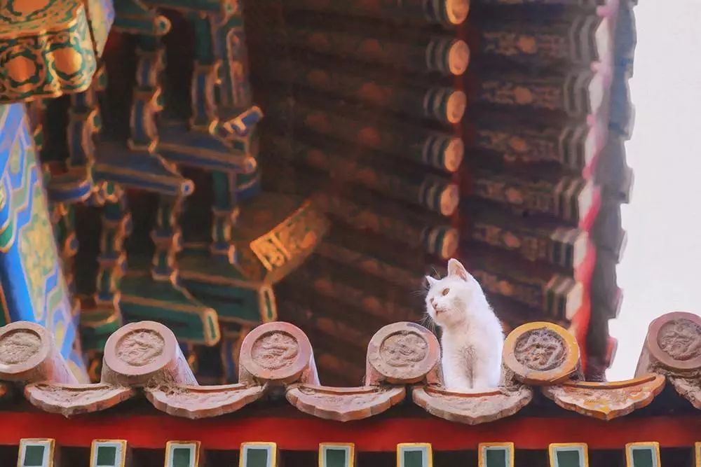 TA们才是故宫里最灵动的宝藏?见到过的人都