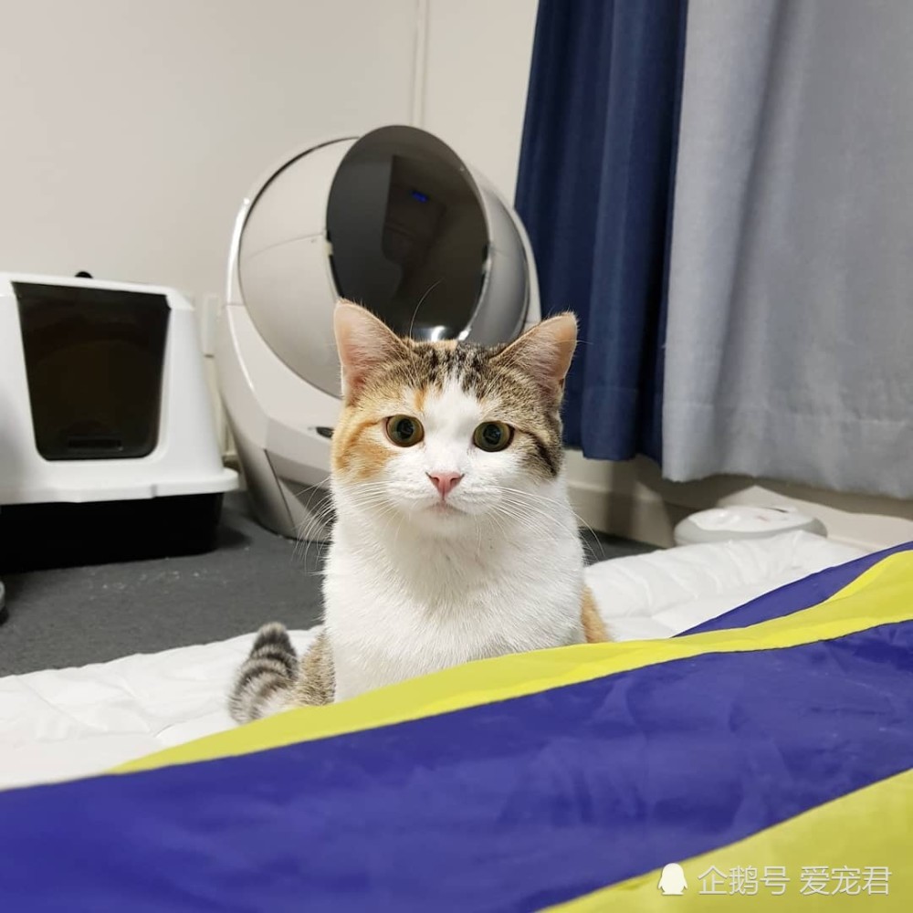 一二一,猫咪喜欢踏步踩乳的几个有趣原因