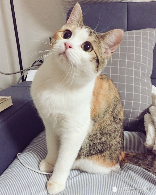 三,猫咪踩奶是为了整理个合适的地方好睡觉