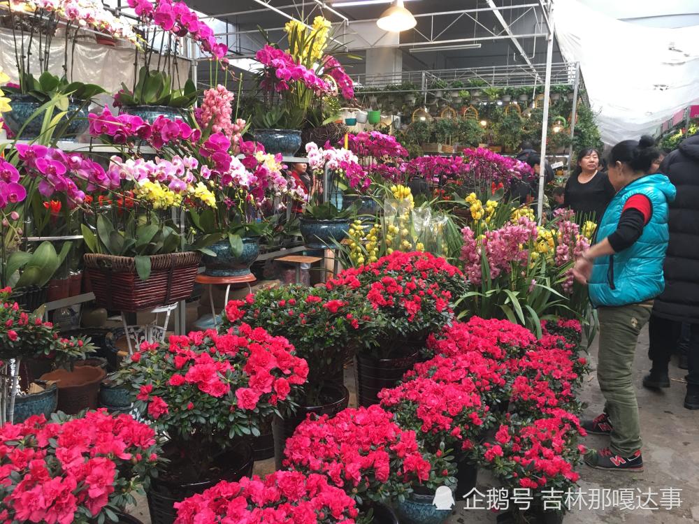 2月13日,吉林市一家大型花卉市场摆放销售的各种盆栽花卉.
