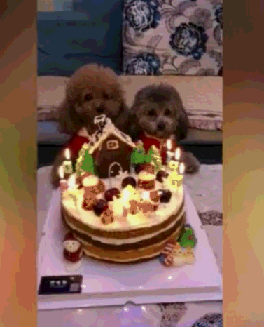 泰迪姐妹花像两个萌娃:一起看动画片,吃生日蛋糕,真成精了!