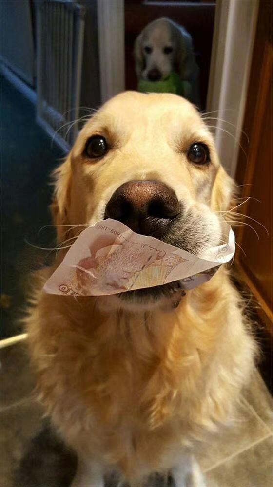 狗狗叼内衣_狗狗叼花图片(2)