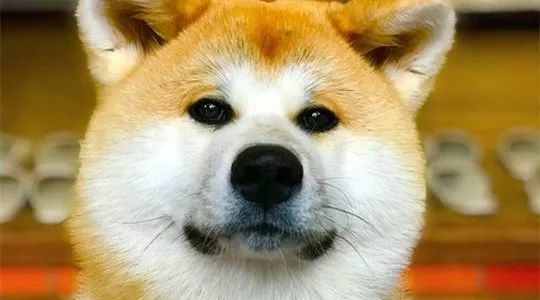 日本不光有柴犬和秋田 这种狗继承了狼血 全世界仅剩300只 看点快报