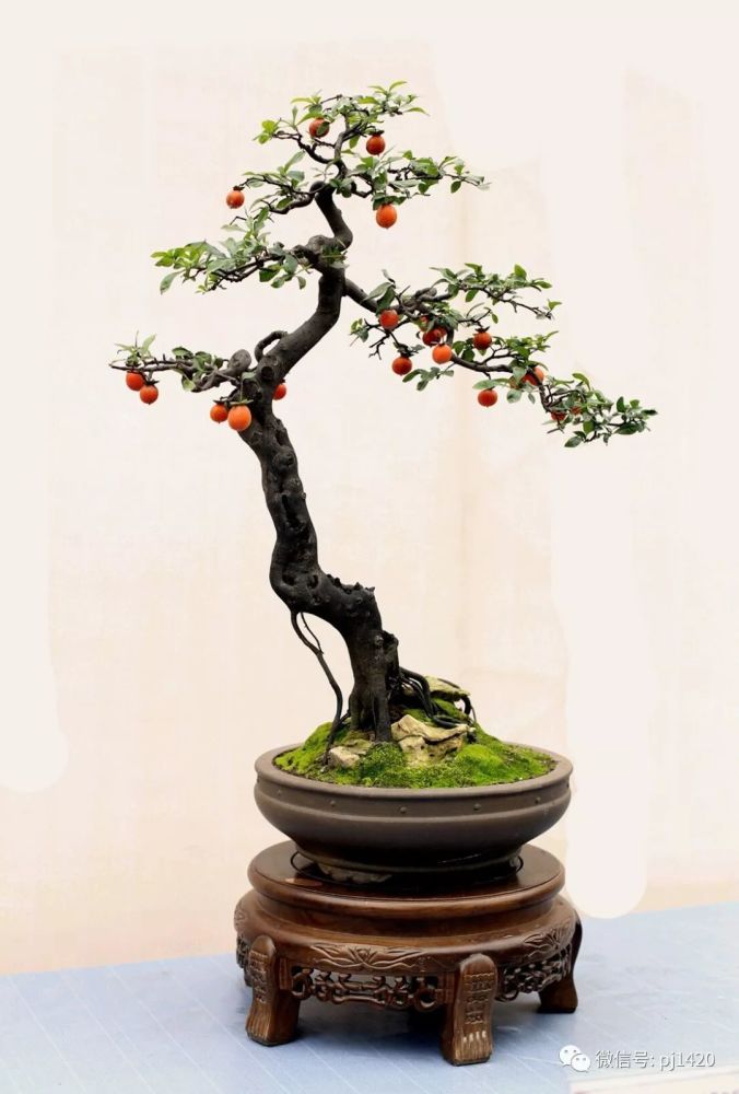 美美的金弹子盆景,太诱人了!