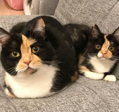 猫咪出走几日回来就怀孕,生了个独生女,网友:百