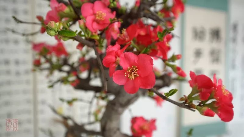 正月初二 游梅园 赏梅花 看点快报