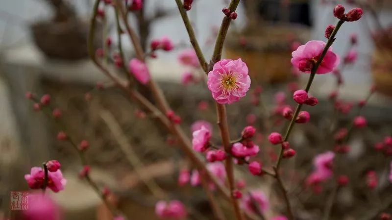 正月初二 游梅园 赏梅花 看点快报