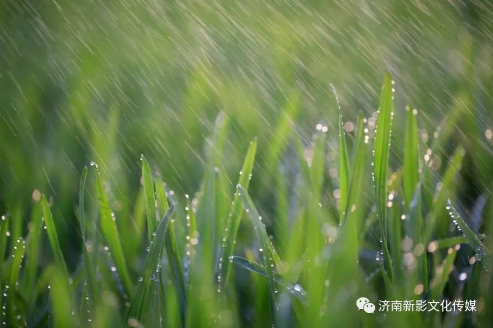 天街小雨润如酥,草色遥看近却无