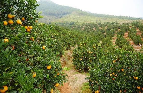 今日头条:从农夫山泉17.5度橙看国产生鲜产品