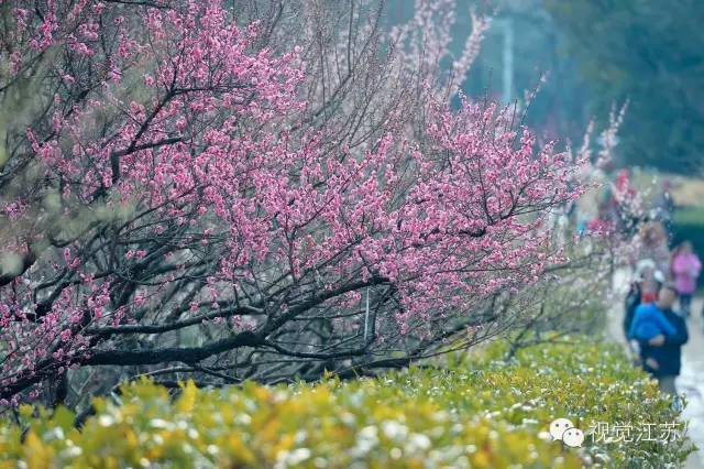 松雅湖赏梅正当时,长沙县各地梅花花开正艳