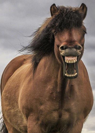 脱缰的野马表情炸裂，这大概是马戏团毕业的吧?