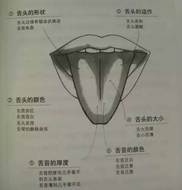 1,舌头的形状