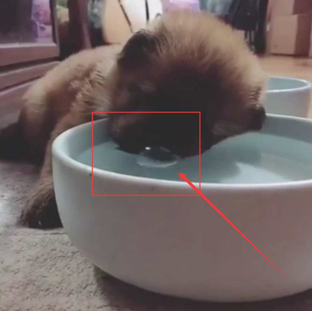 这水度数真高:小狗崽喝水,因为太困直接趴在大