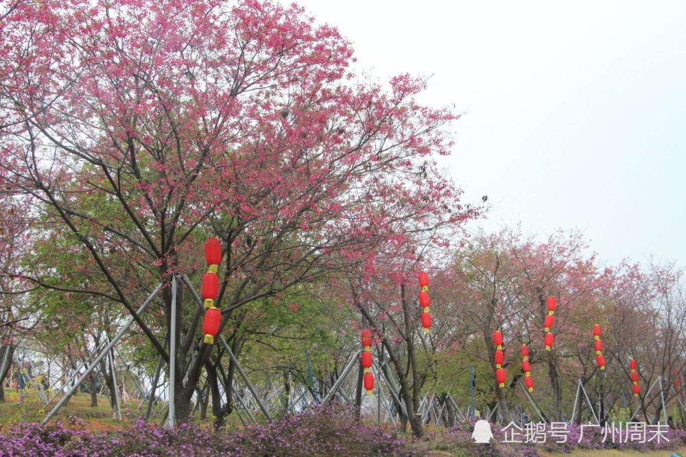 广州春节过年看花,从化这三个花海景区值得一