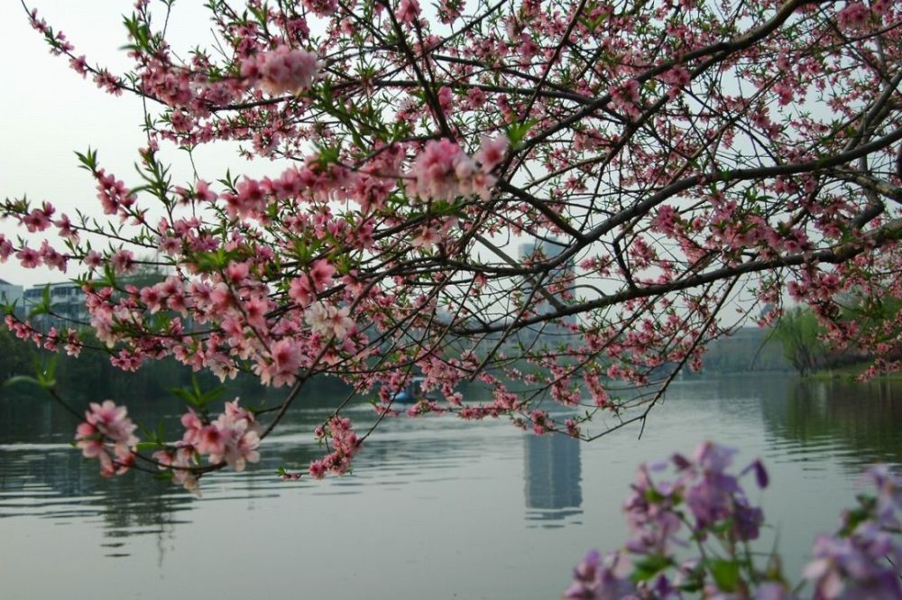 南京春季最全赏花地图!