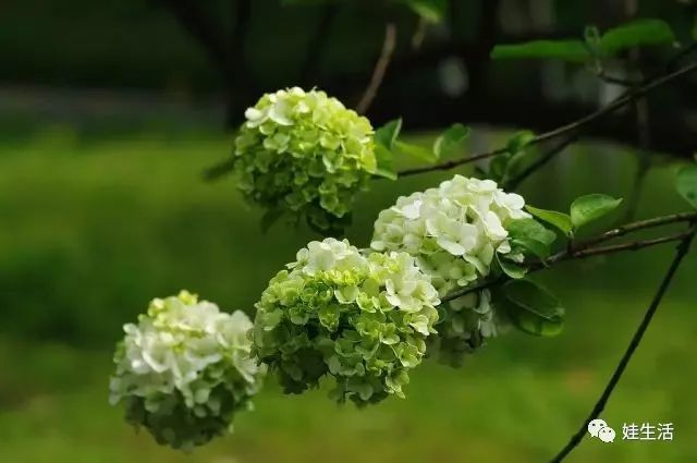 绿色绣球花