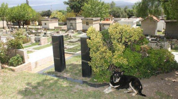 狗狗墓地守护主人11年,就在几天前它在墓旁离