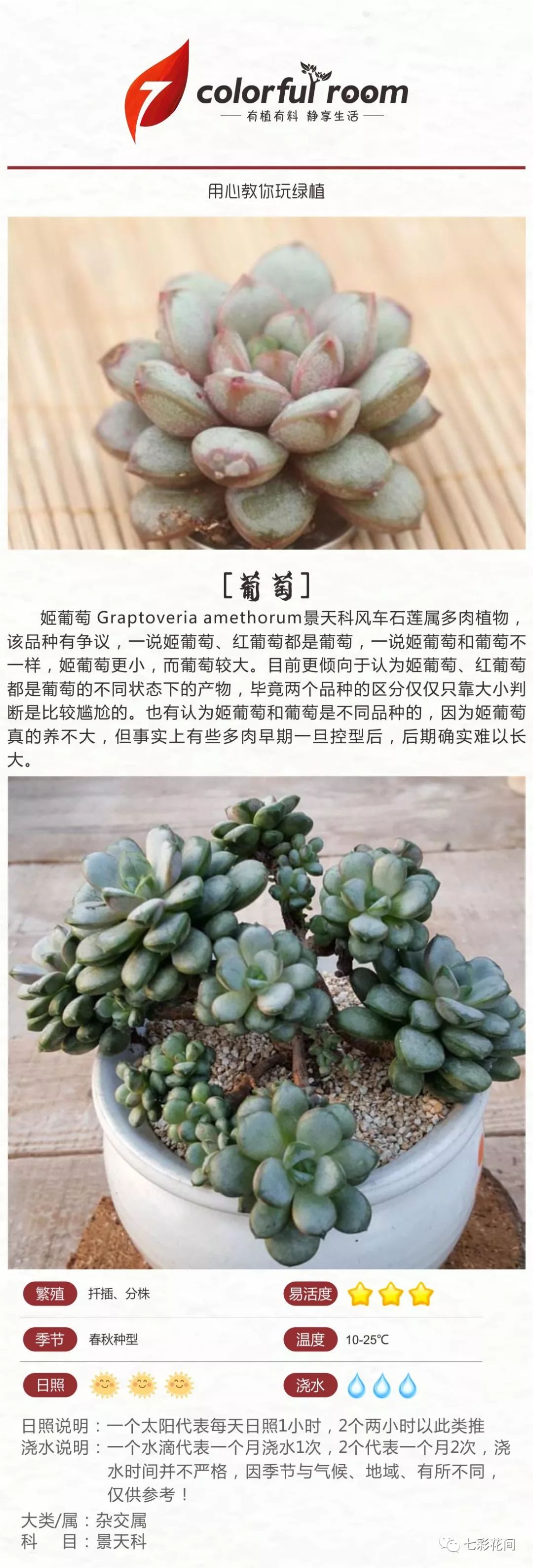 多肉葡萄篇多肉赏析长期更新