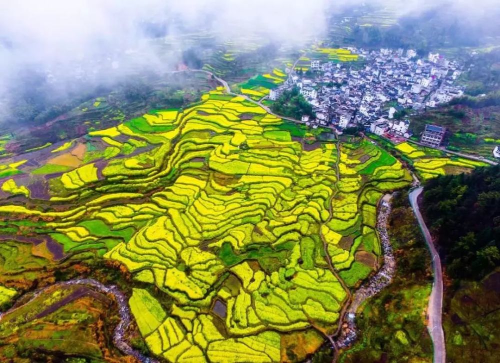 油菜花,绩溪县,梯田,家朋乡,古村落