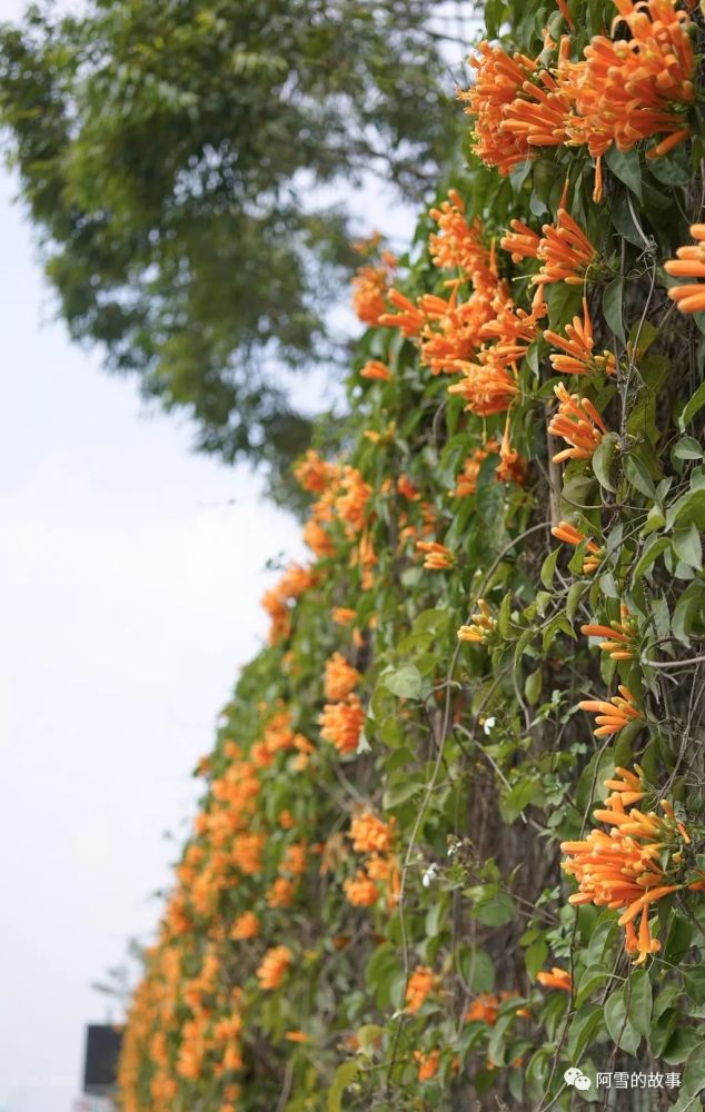 爆竹一声除旧岁‖炮仗花