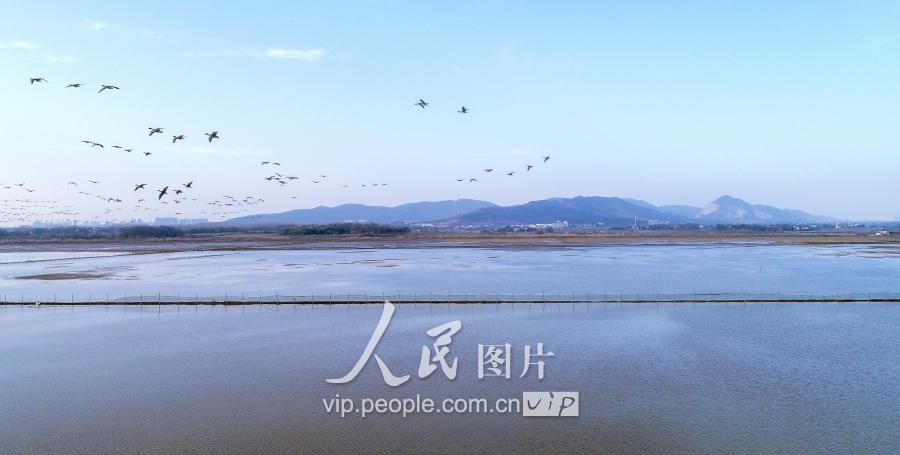 2018年2月22日,候鸟在庐江县黄陂湖湿地的碧水蓝天间自由翱翔,景