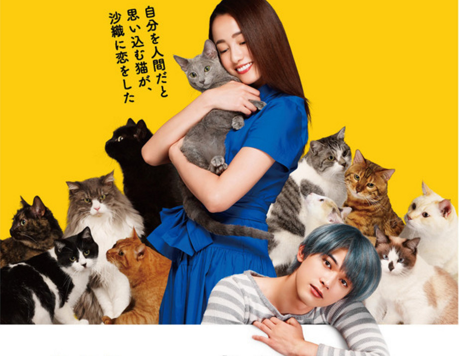 8只拟人猫登场！《拥抱猫咪》追加演员